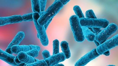 Probiotic Viability